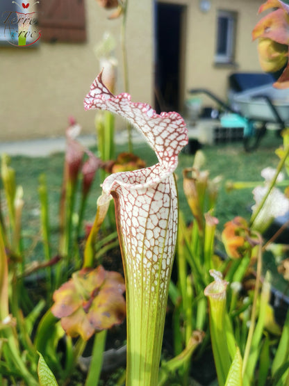 SL08 Sarracenia leucophylla -- "Helmut's Delight" (L81, MK)