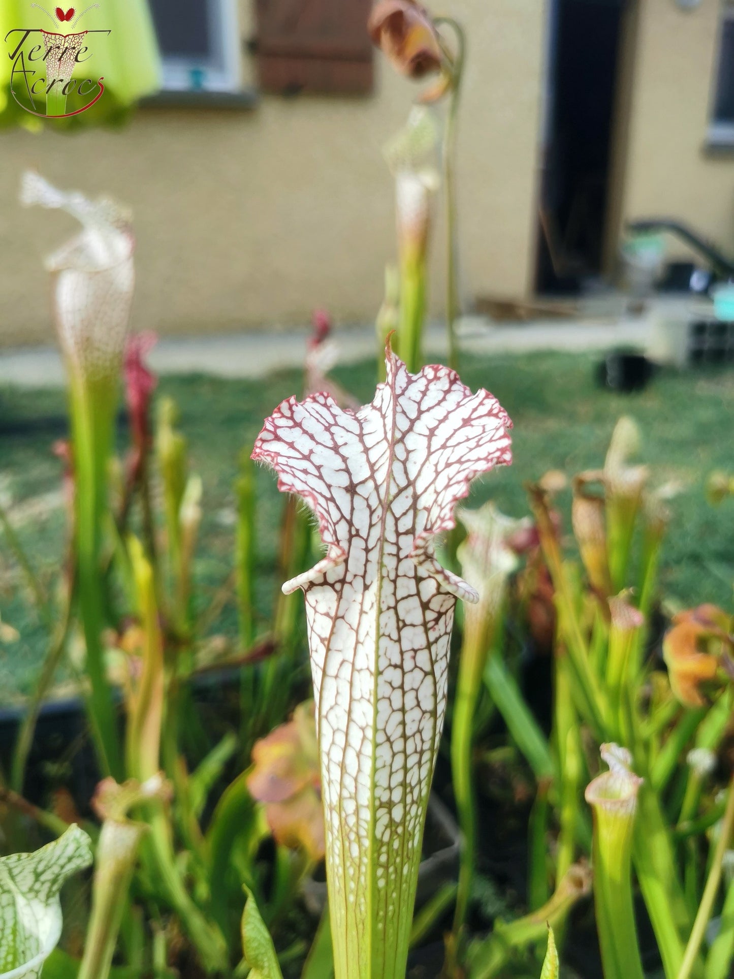SL08 Sarracenia leucophylla -- "Helmut's Delight" (L81, MK)