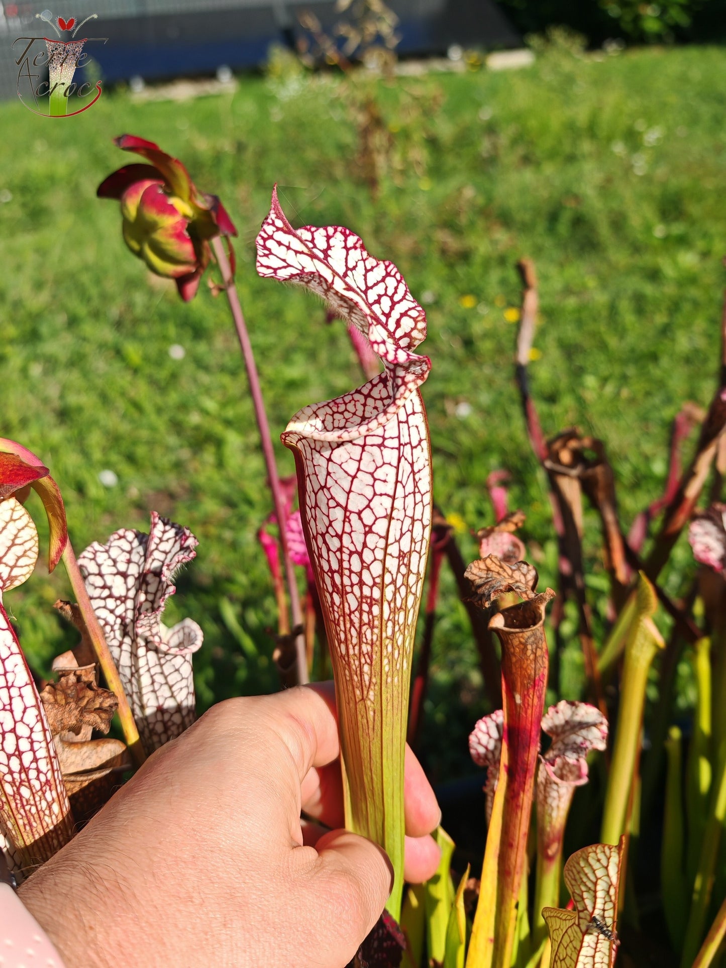 SL08 Sarracenia leucophylla -- "Helmut's Delight" (L81, MK)