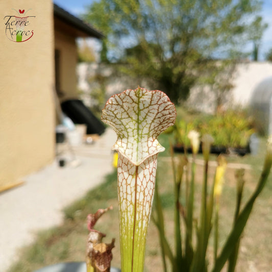 SL13 Sarracenia leucophylla -- (S. leucophylla (L35C, MSrba) x S. leucophylla var alba (L9, MK))
