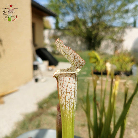SL13 Sarracenia leucophylla -- (S. leucophylla (L35C, MSrba) x S. leucophylla var alba (L9, MK))