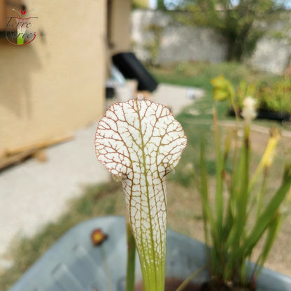 SL13 Sarracenia leucophylla -- (S. leucophylla (L35C, MSrba) x S. leucophylla var alba (L9, MK))