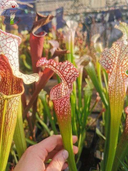 SL14 Sarracenia leucophylla -- (burgundy) Dark Pink Lip