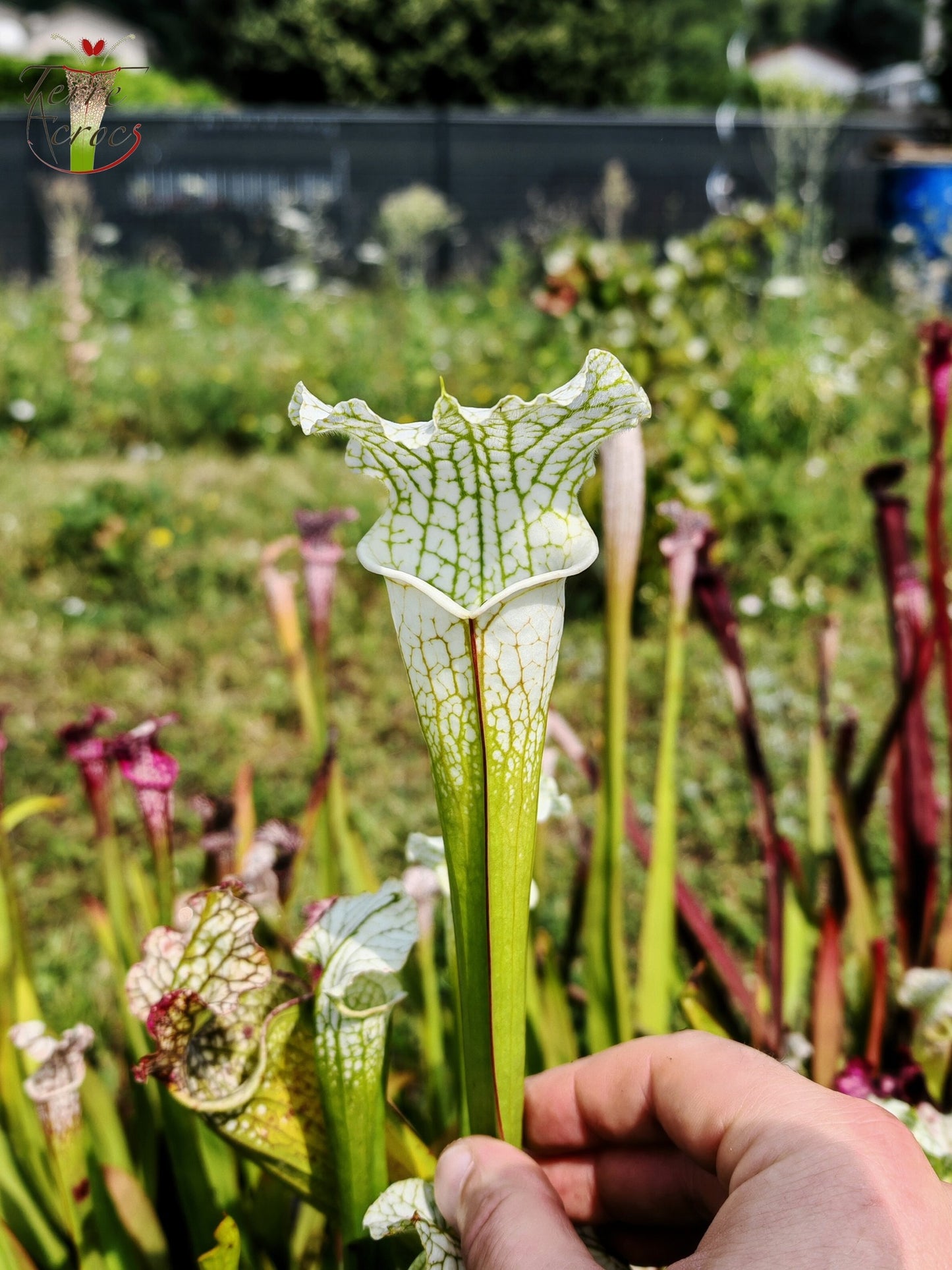 SL15 Sarracenia leucophylla – („Schnell's Ghost“ x „Hurricane Creek White“ (Klon f))