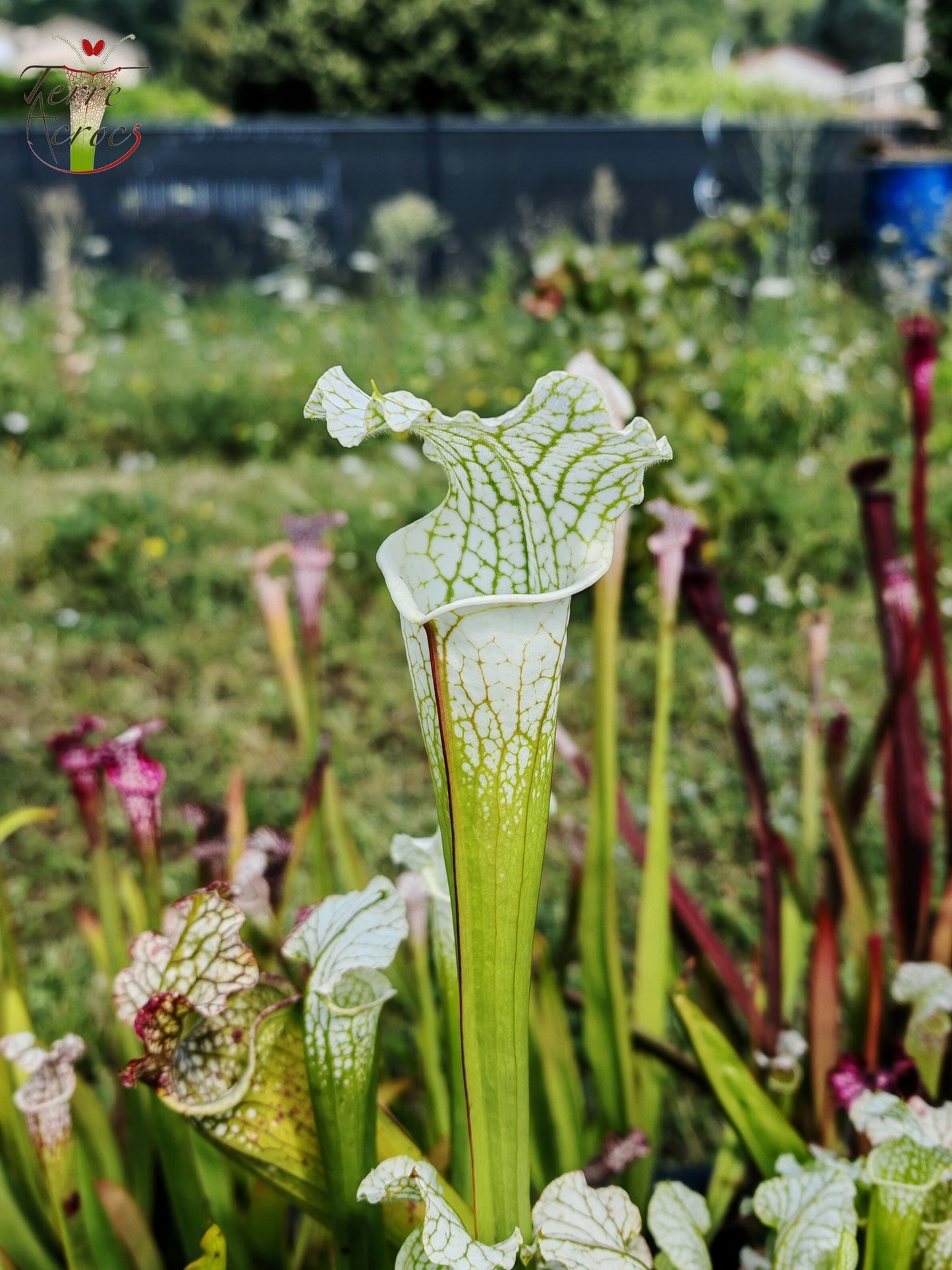 SL15 Sarracenia leucophylla – („Schnell's Ghost“ x „Hurricane Creek White“ (Klon f))