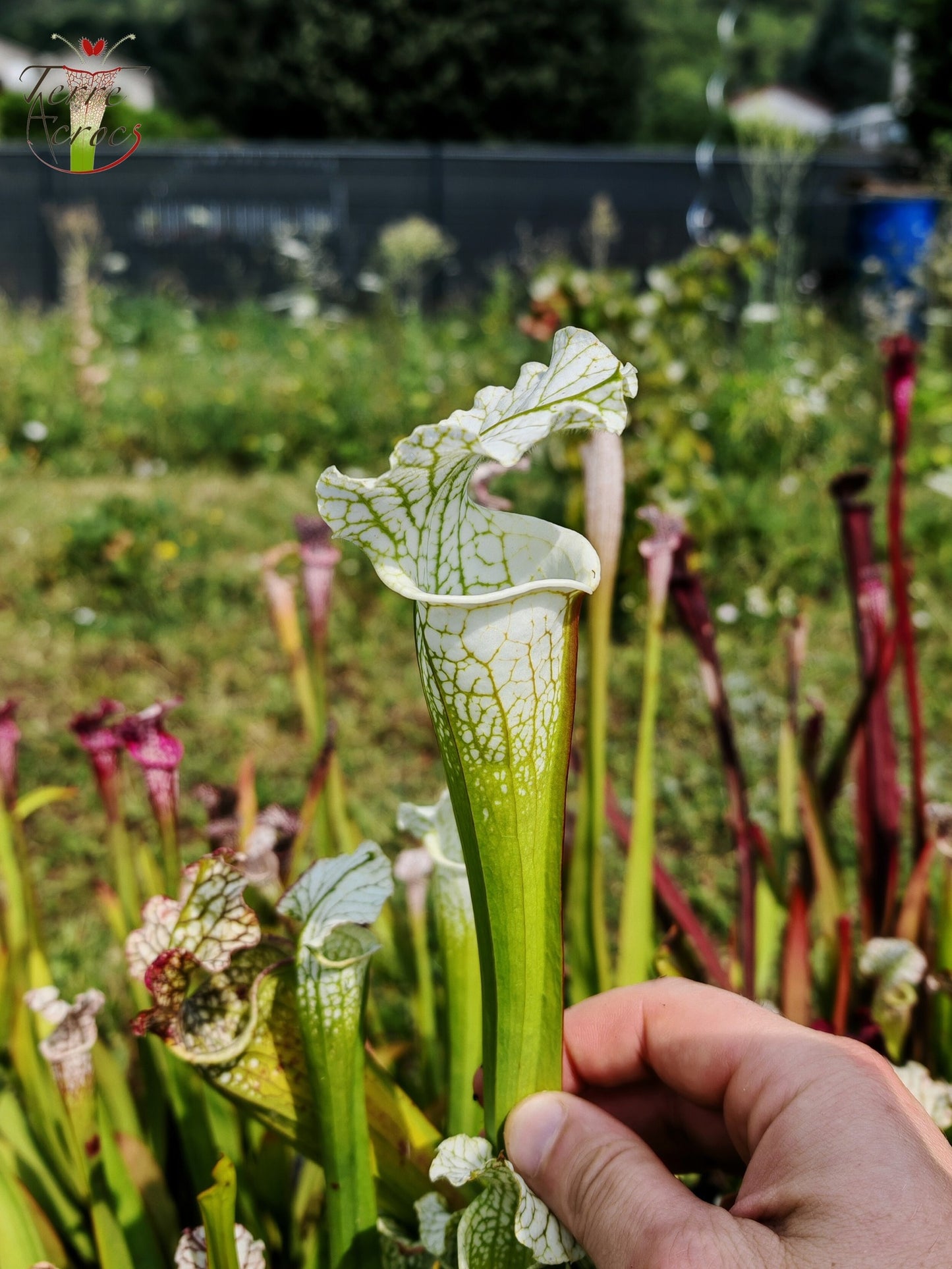 SL15 Sarracenia leucophylla – („Schnell's Ghost“ x „Hurricane Creek White“ (Klon f))