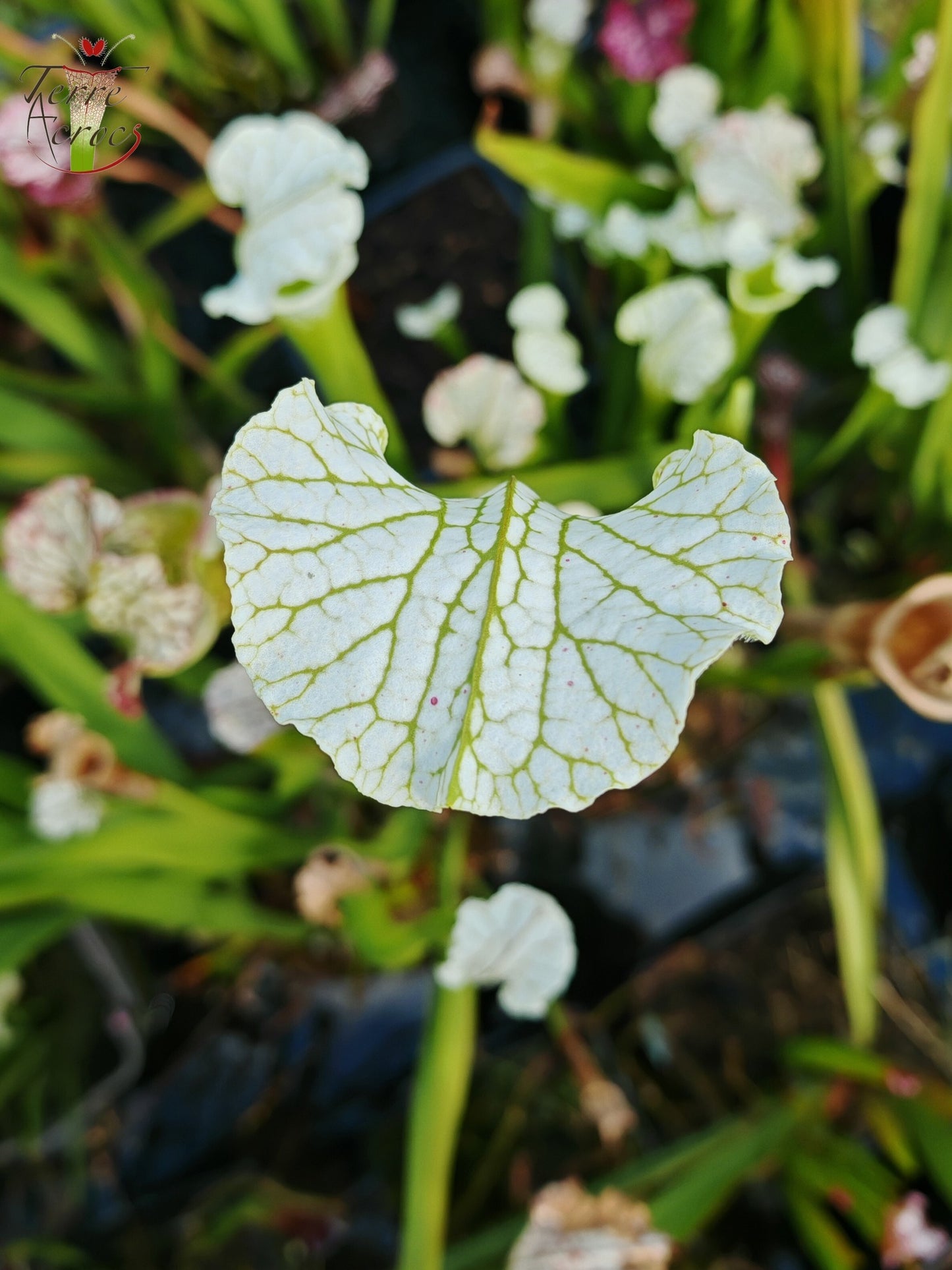 SL15 Sarracenia leucophylla – („Schnell's Ghost“ x „Hurricane Creek White“ (Klon f))