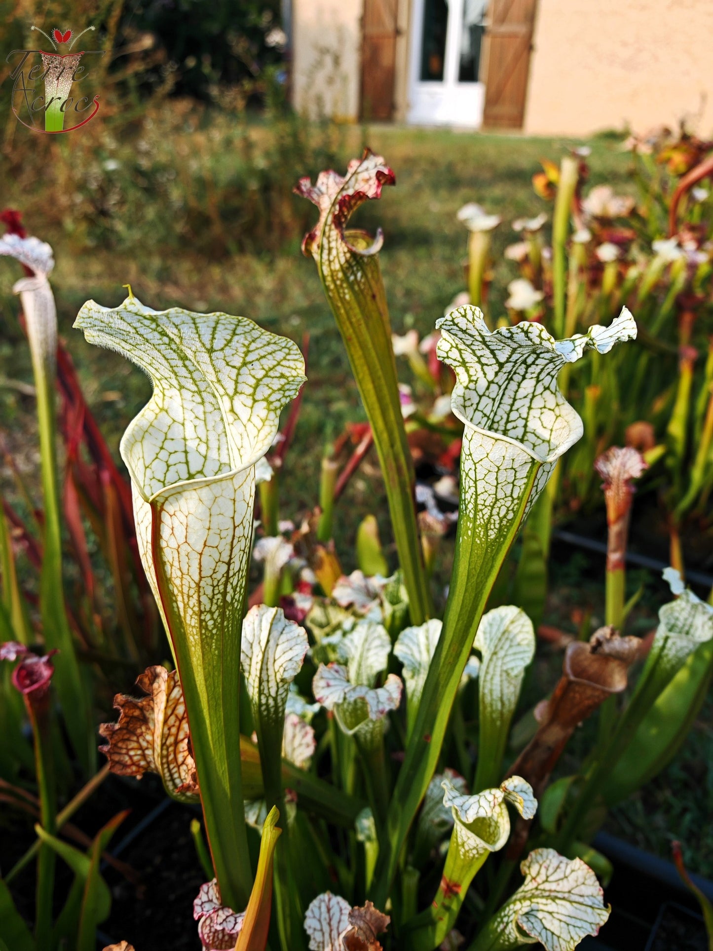 SL15 Sarracenia leucophylla – („Schnell's Ghost“ x „Hurricane Creek White“ (Klon f))