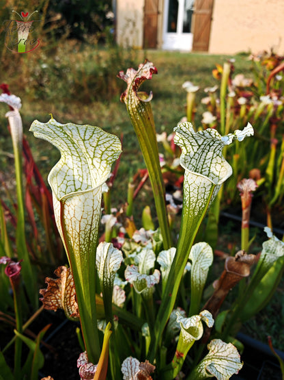 SL15 Sarracenia leucophylla – („Schnell's Ghost“ x „Hurricane Creek White“ (Klon f))