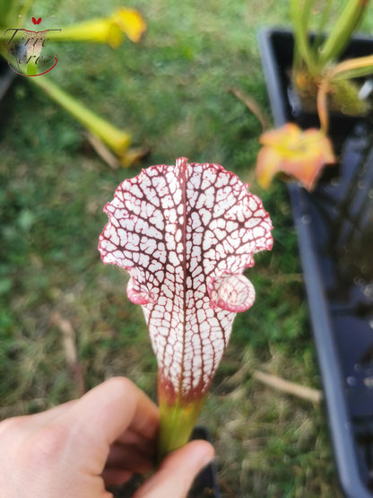 SL16 Sarracenia leucophylla – Wilkerson Bog, Walton Co, FL (WS) (L104B, MK)