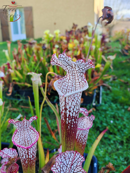 SL16 Sarracenia leucophylla – Wilkerson Bog, Walton Co, FL (WS) (L104B, MK)