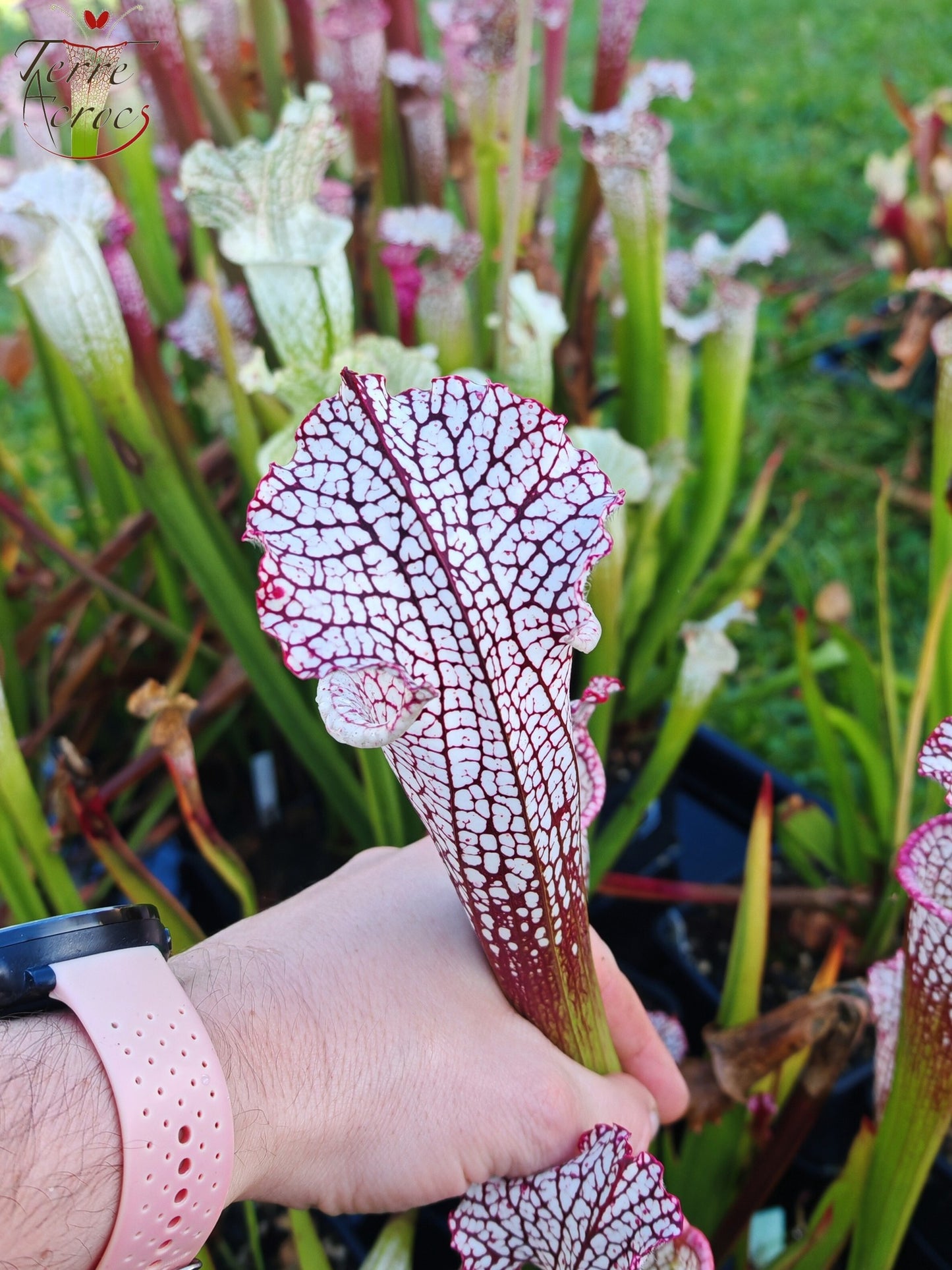 SL16 Sarracenia leucophylla – Wilkerson Bog, Walton Co, FL (WS) (L104B, MK)
