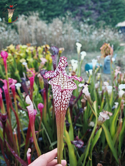 Graines Sarracenia 2025 (SL17 x OP)