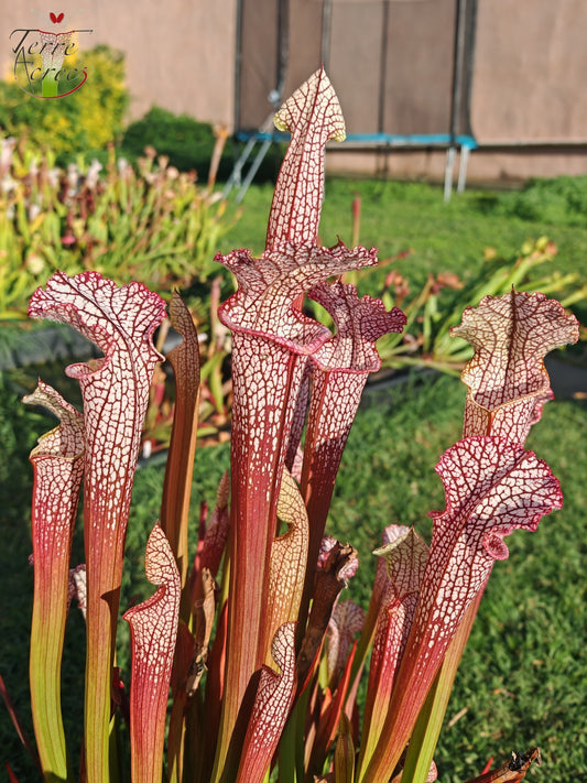 SL18 Sarracenia leucophylla -- (“Burgundy”-- Red & White, (Phil Sheridan)(L57, MK) x Splinter Hill, (WS), red selected plants (L38C (or L8)