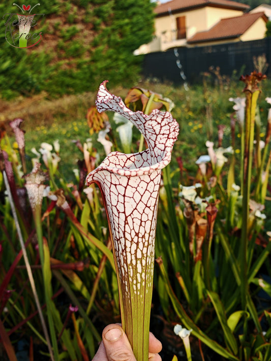 SL22 Sarracenia leucophylla -- ‘White Beast’ (SLMG01A, Plantecarnivore Mark-MG)