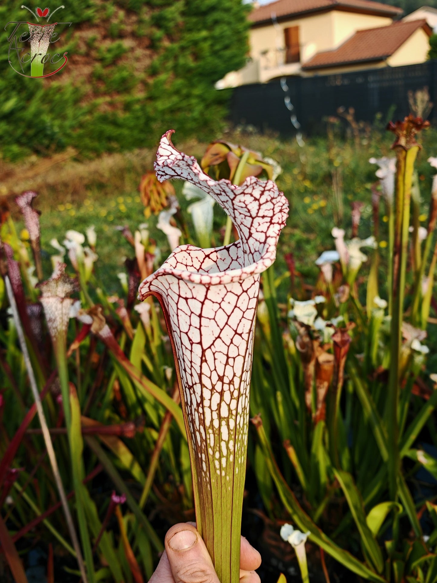 Graines Sarracenia 2025 (SL22 x OP)