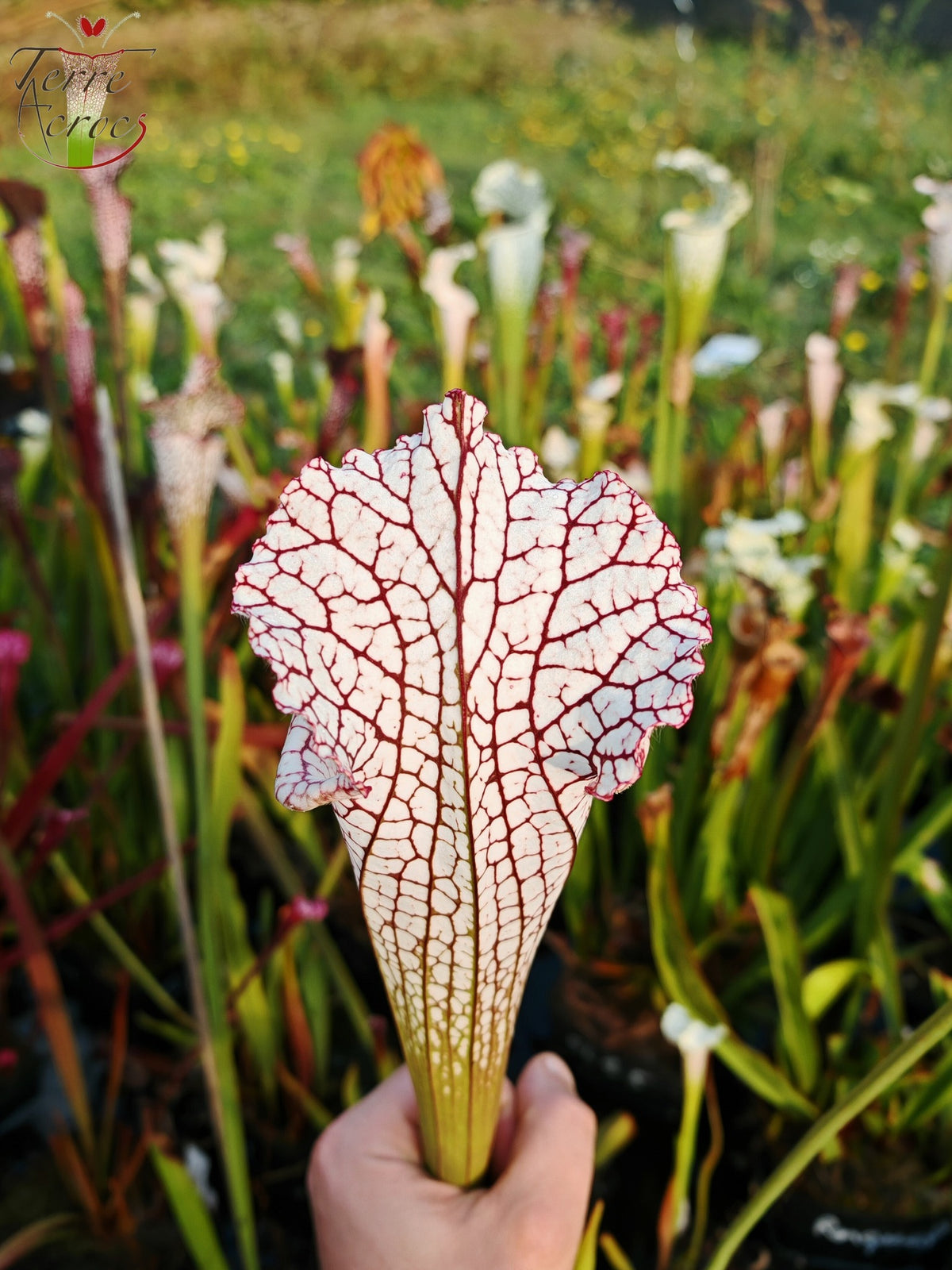 SL22 Sarracenia leucophylla -- ‘White Beast’ (SLMG01A, Plantecarnivore Mark-MG)