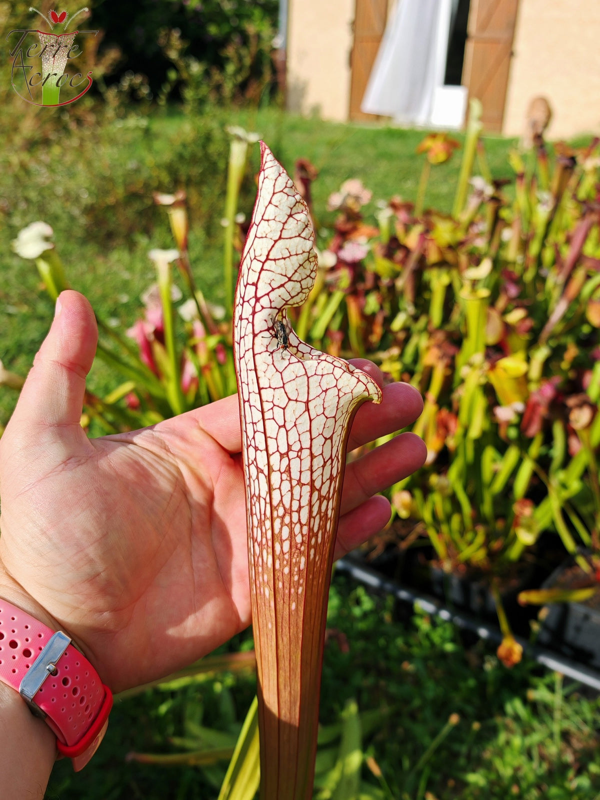 SL22 Sarracenia leucophylla -- ‘White Beast’ (SLMG01A, Plantecarnivore Mark-MG)