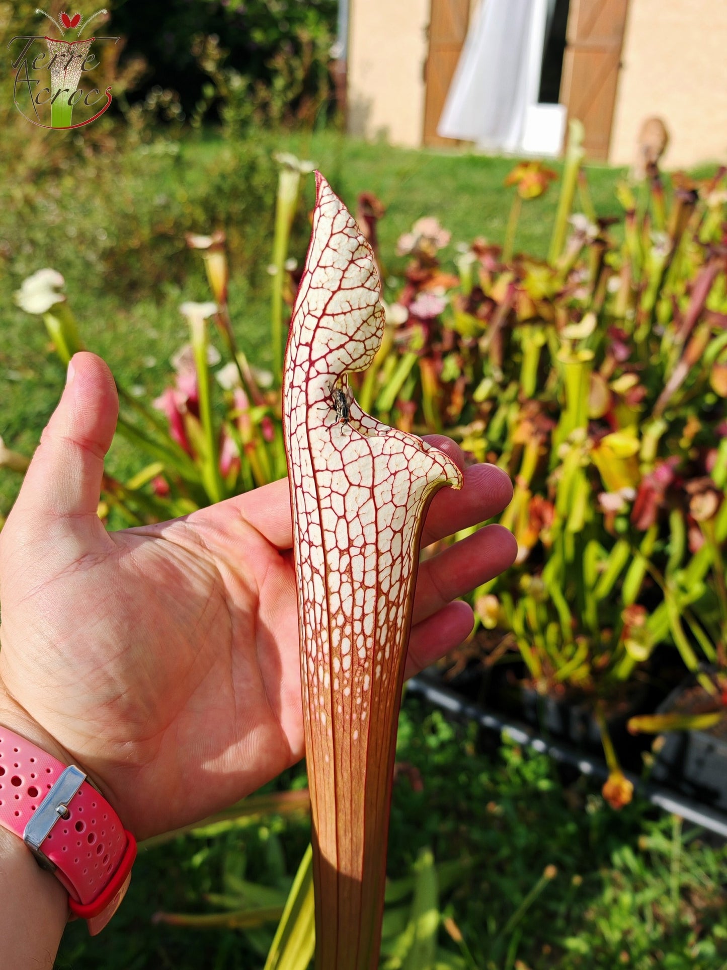 Graines Sarracenia 2025 (SL22 x OP)