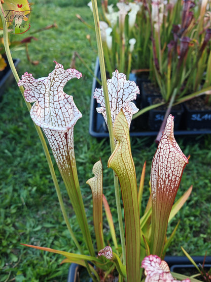 Graines Sarracenia 2025 (SL22 x OP)