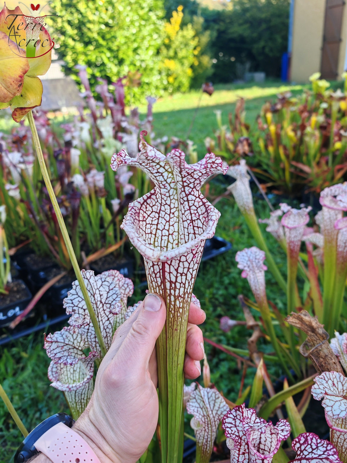 SL22 Sarracenia leucophylla -- ‘White Beast’ (SLMG01A, Plantecarnivore Mark-MG)