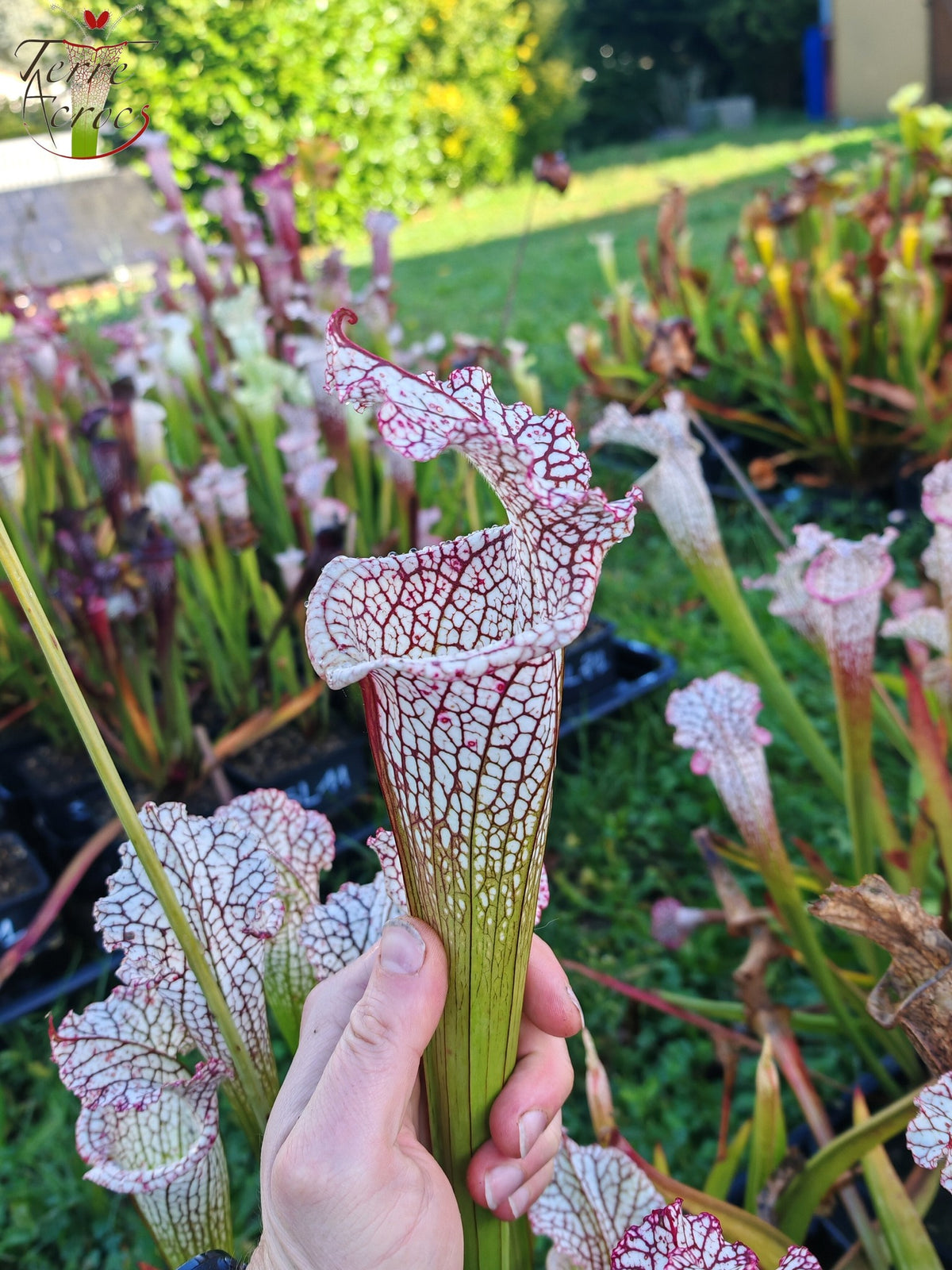 SL22 Sarracenia leucophylla -- ‘White Beast’ (SLMG01A, Plantecarnivore Mark-MG)