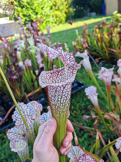 SL22 Sarracenia leucophylla -- ‘White Beast’ (SLMG01A, Plantecarnivore Mark-MG)
