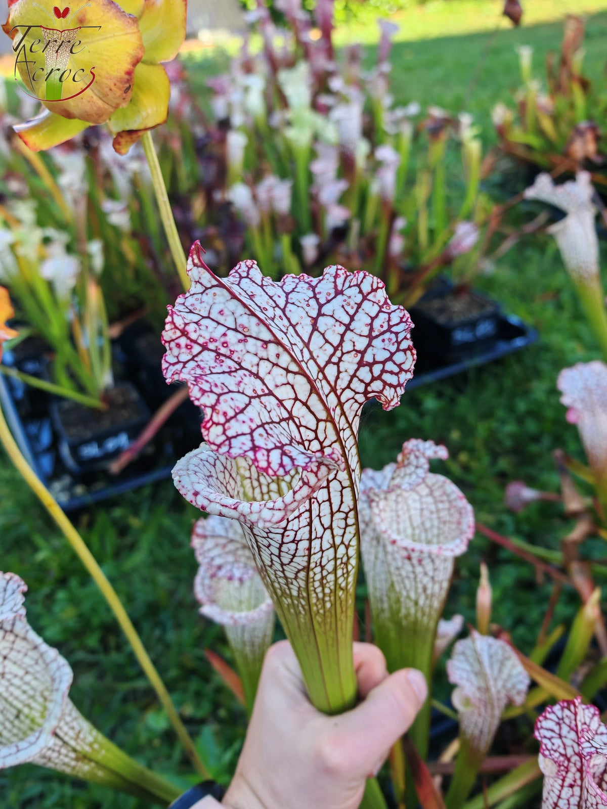 SL22 Sarracenia leucophylla -- ‘White Beast’ (SLMG01A, Plantecarnivore Mark-MG)
