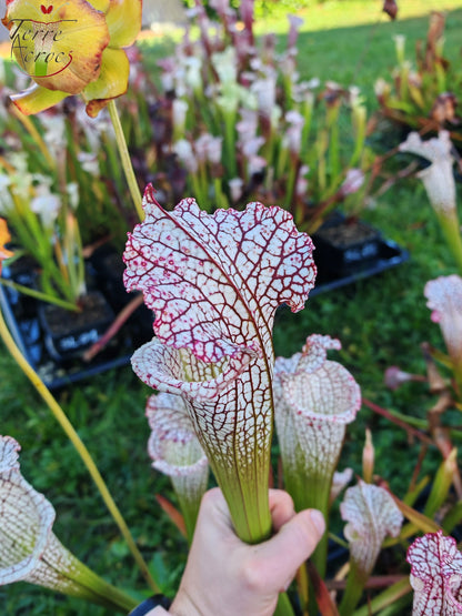 SL22 Sarracenia leucophylla -- ‘White Beast’ (SLMG01A, Plantecarnivore Mark-MG)