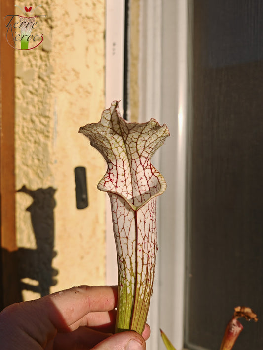 SL26c: Sarracenia leucophylla – (L32c, MSrba)