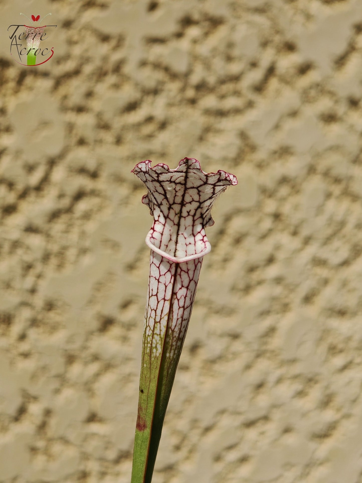 SL27 Sarracenia leucophylla -- (L35c, MSrba)