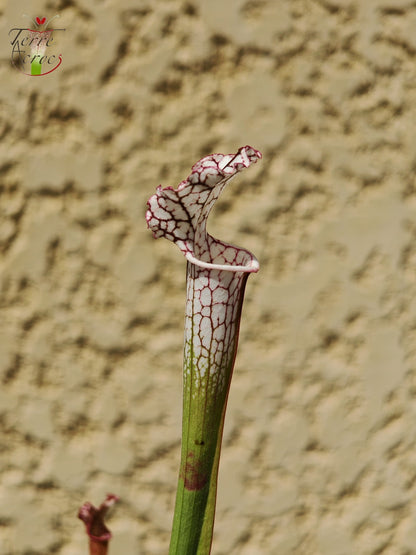 SL27 Sarracenia leucophylla -- (L35c, MSrba)