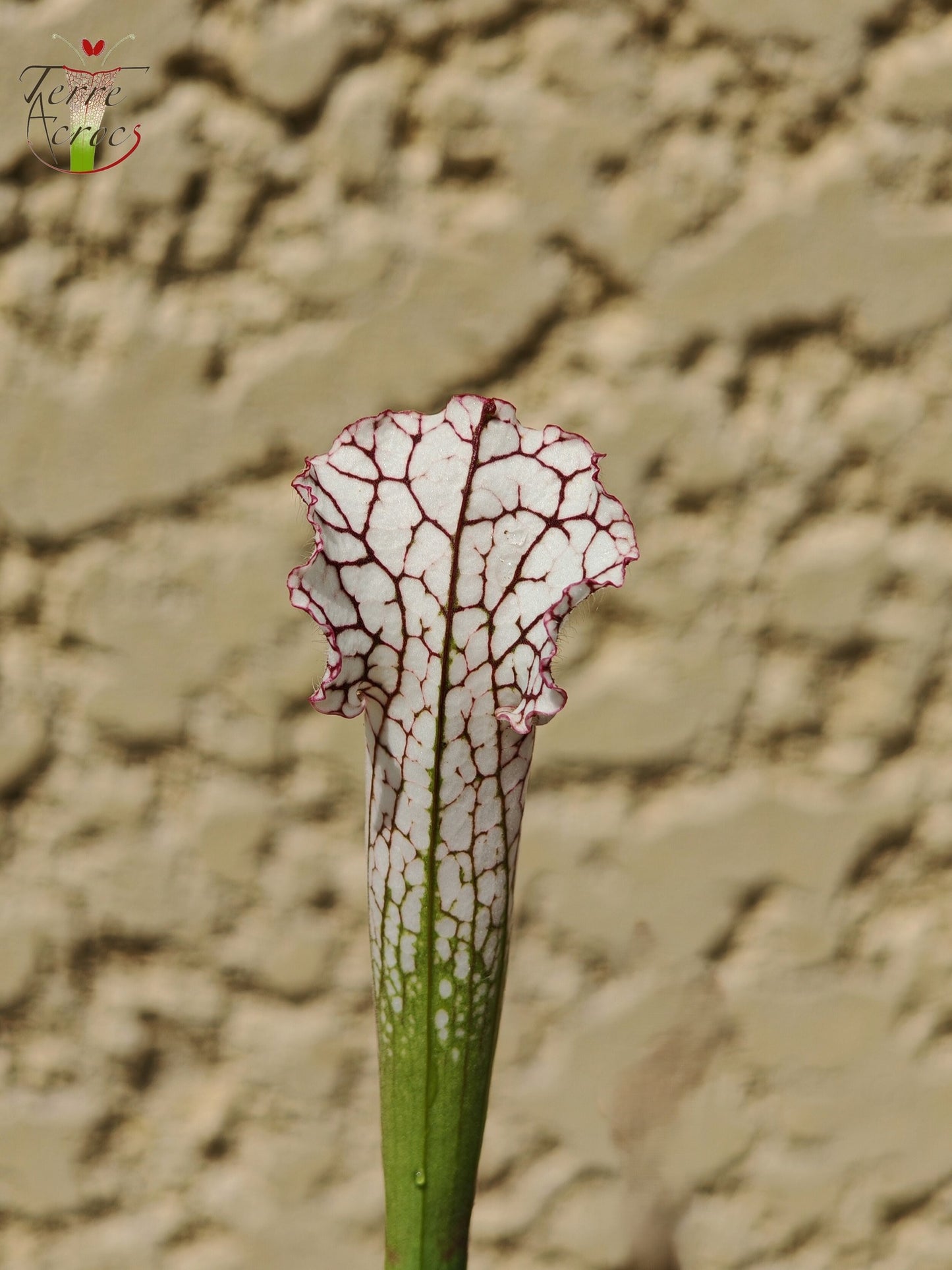 SL27 Sarracenia leucophylla -- (L35c, MSrba)