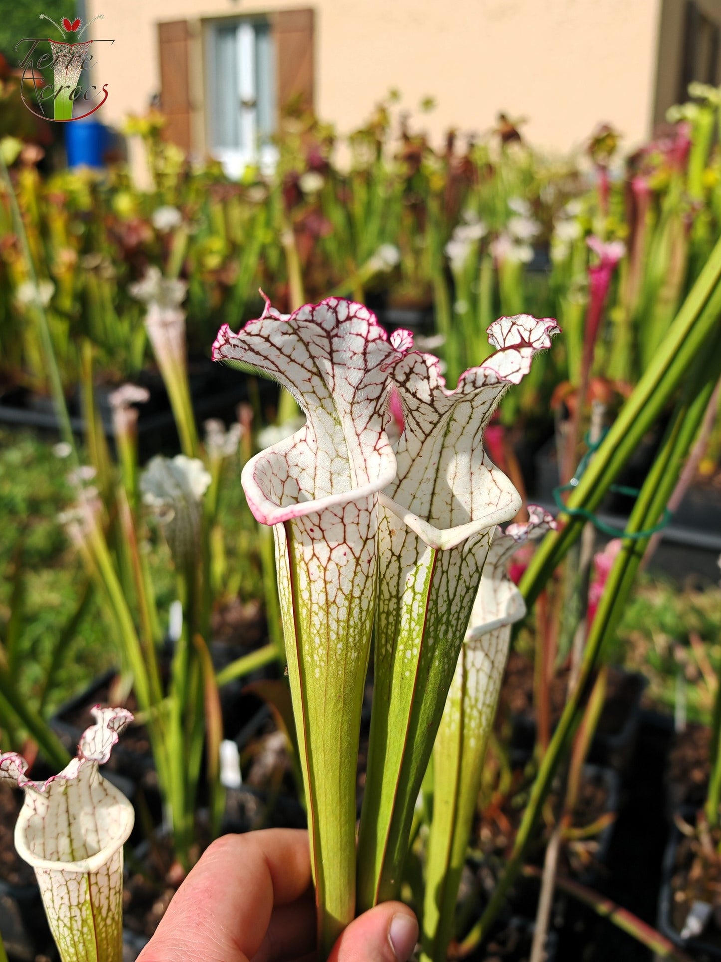 SL27 Sarracenia leucophylla -- (L35c, MSrba)
