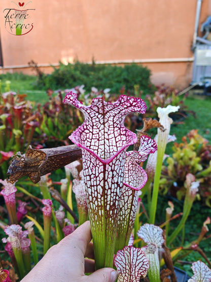 SL32 Sarracenia leucophylla -- (Large pink lipped x ‘Bocaza’) (Elegant Giant form)