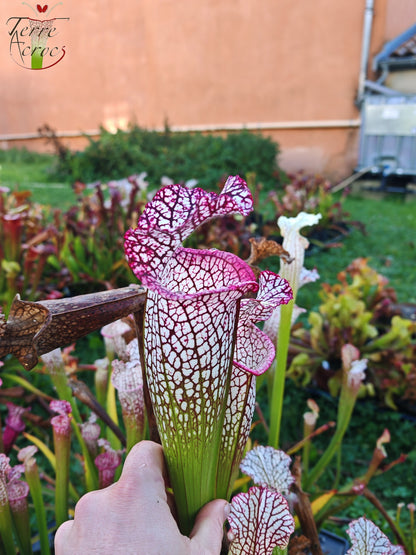 SL32 Sarracenia leucophylla -- (Large pink lipped x ‘Bocaza’) (Elegant Giant form)
