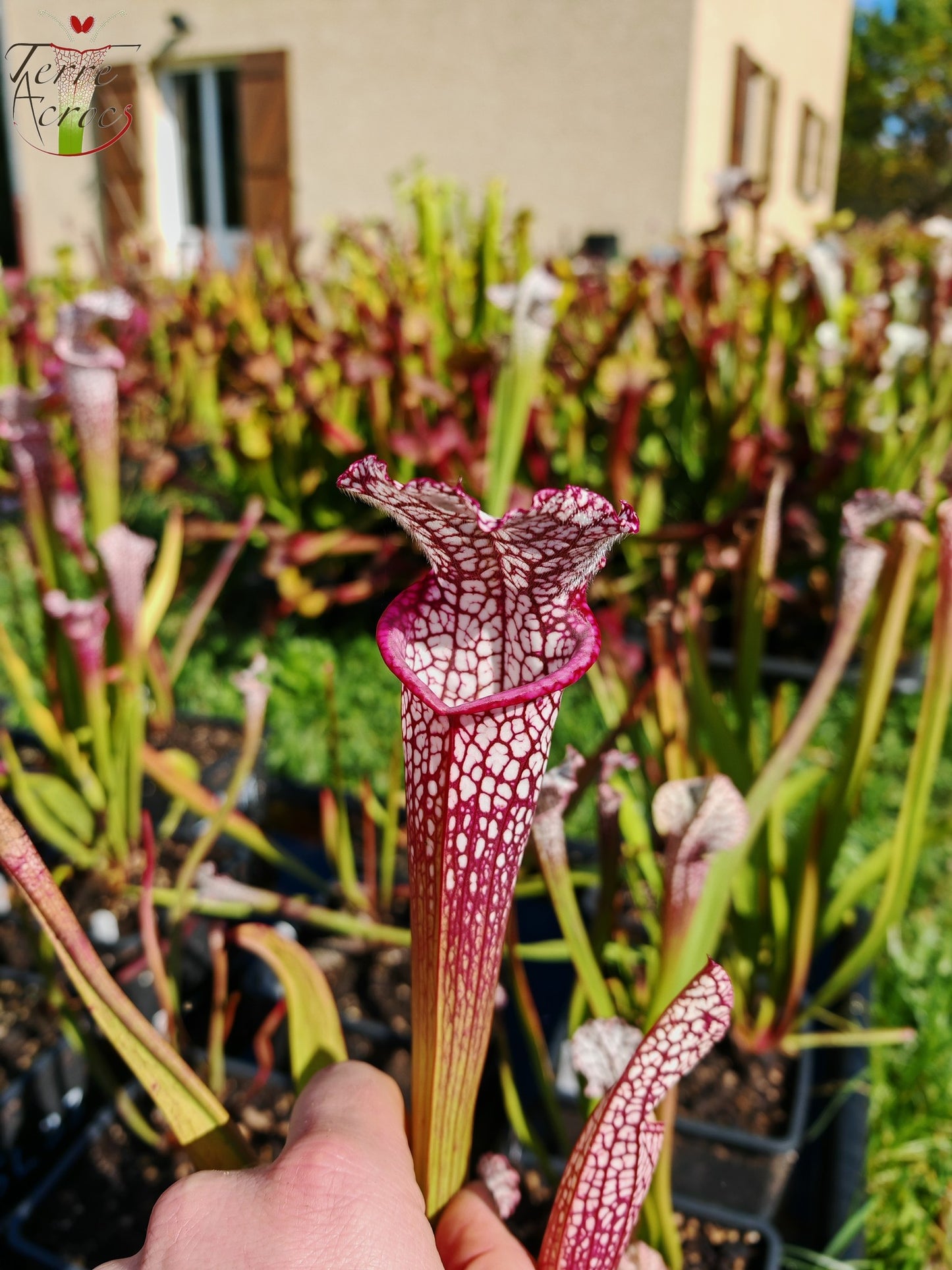 SL35 Sarracenia leucophylla -- Hot Pink Selections 1, Botanique (L48a, MK)