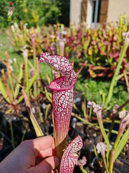 SL35 Sarracenia leucophylla -- Hot Pink Selections 1, Botanique (L48a, MK)