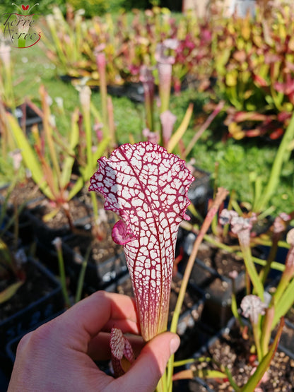 SL35 Sarracenia leucophylla -- Hot Pink Selections 1, Botanique (L48a, MK)