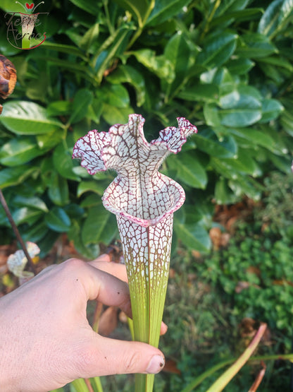 SL35 Sarracenia leucophylla – Hot Pink Selections 1, Botanik (L48a, MK)