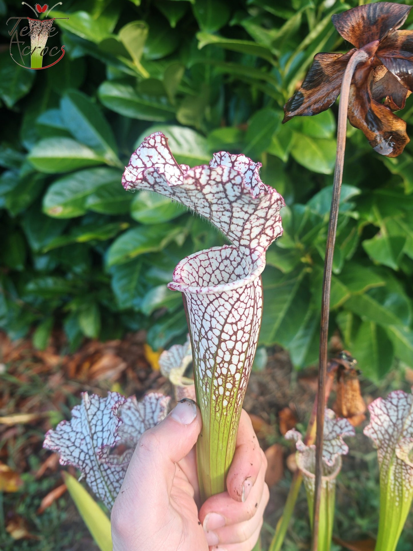 SL35 Sarracenia leucophylla – Hot Pink Selections 1, Botanik (L48a, MK)