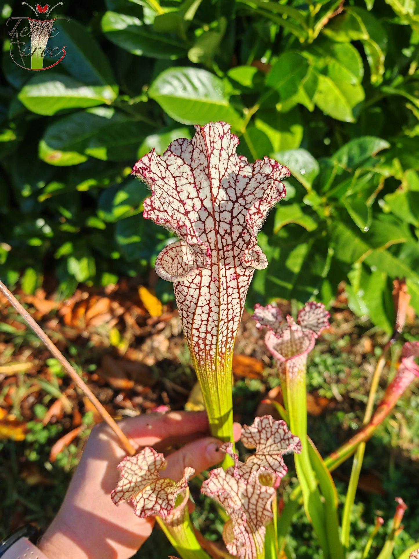 SL35 Sarracenia leucophylla – Hot Pink Selections 1, Botanik (L48a, MK)