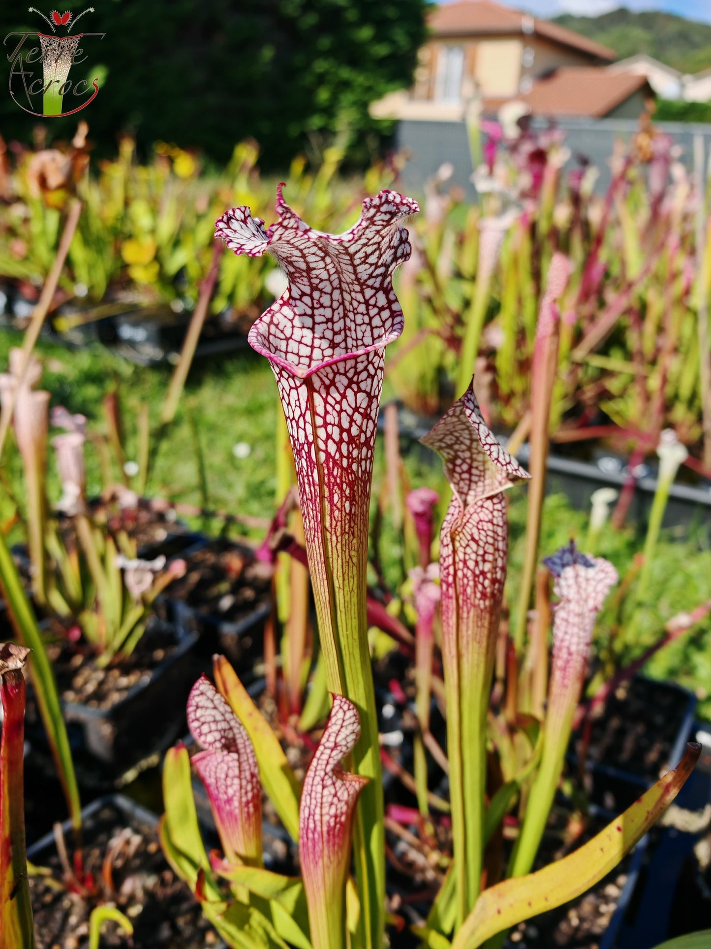 SL38 Sarracenia leucophylla -- 'Mont Blanc', F2