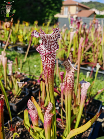 SL38 Sarracenia leucophylla -- 'Mont Blanc', F2