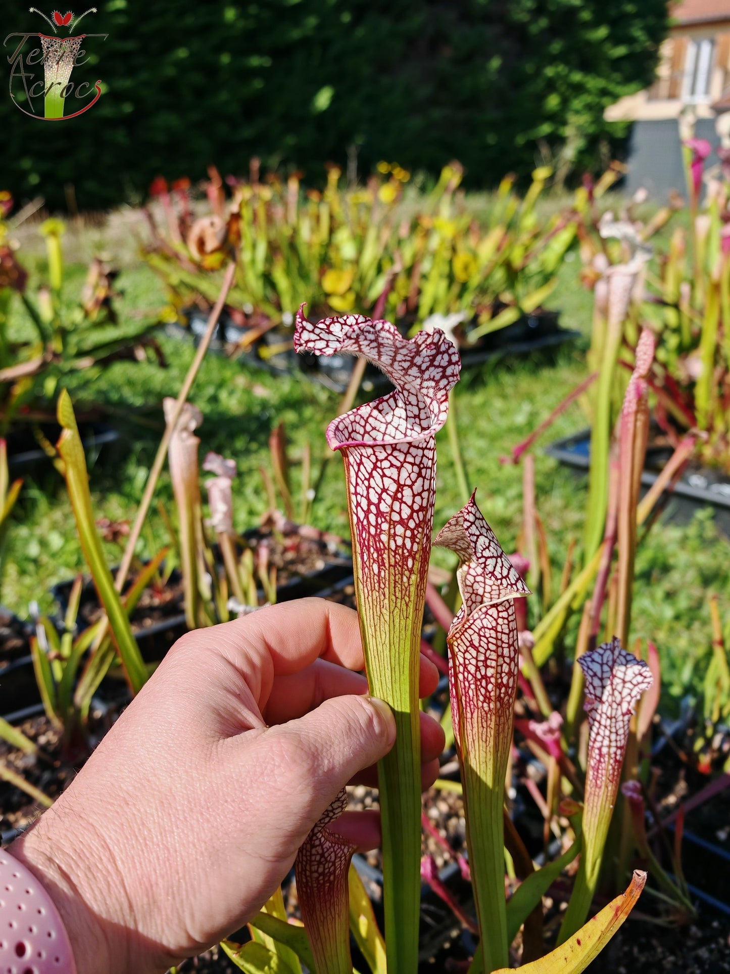 SL38 Sarracenia leucophylla -- 'Mont Blanc', F2