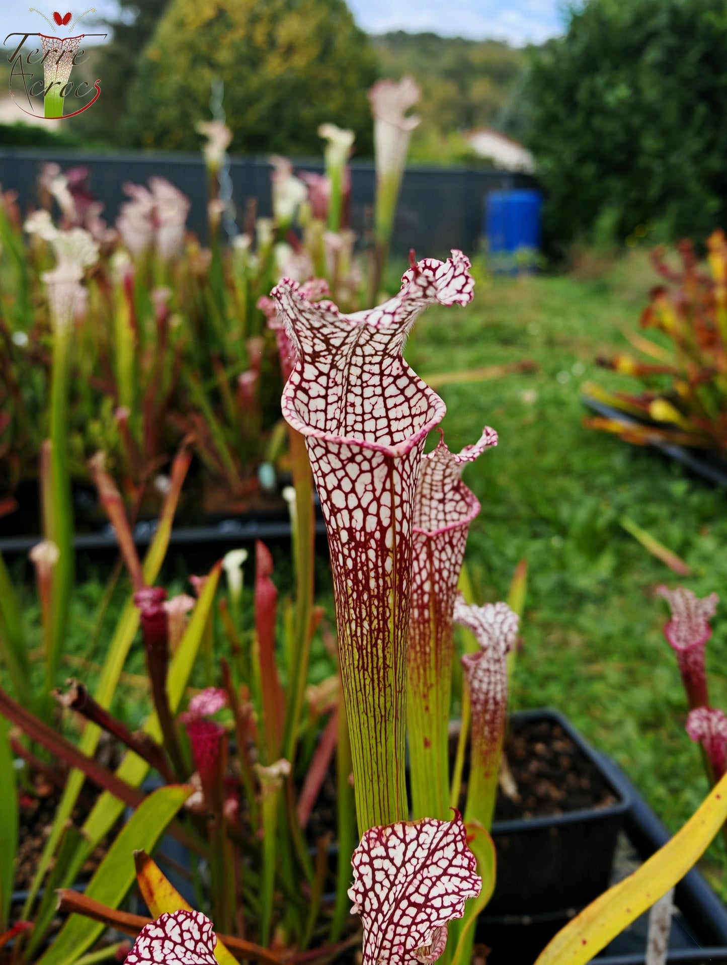 SL38 Sarracenia leucophylla -- 'Mont Blanc', F2