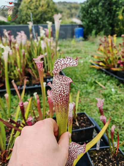 SL38 Sarracenia leucophylla -- 'Mont Blanc', F2
