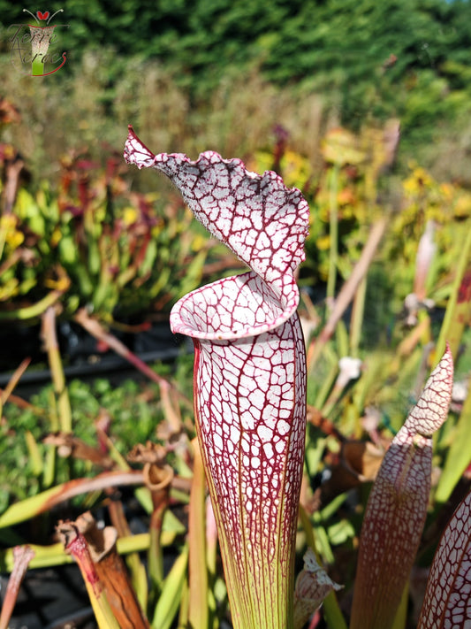 SL38 Sarracenia leucophylla -- 'Mont Blanc', F2