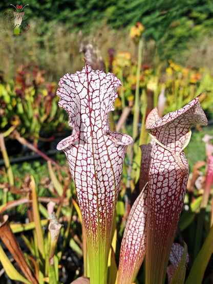 SL38 Sarracenia leucophylla -- 'Mont Blanc', F2