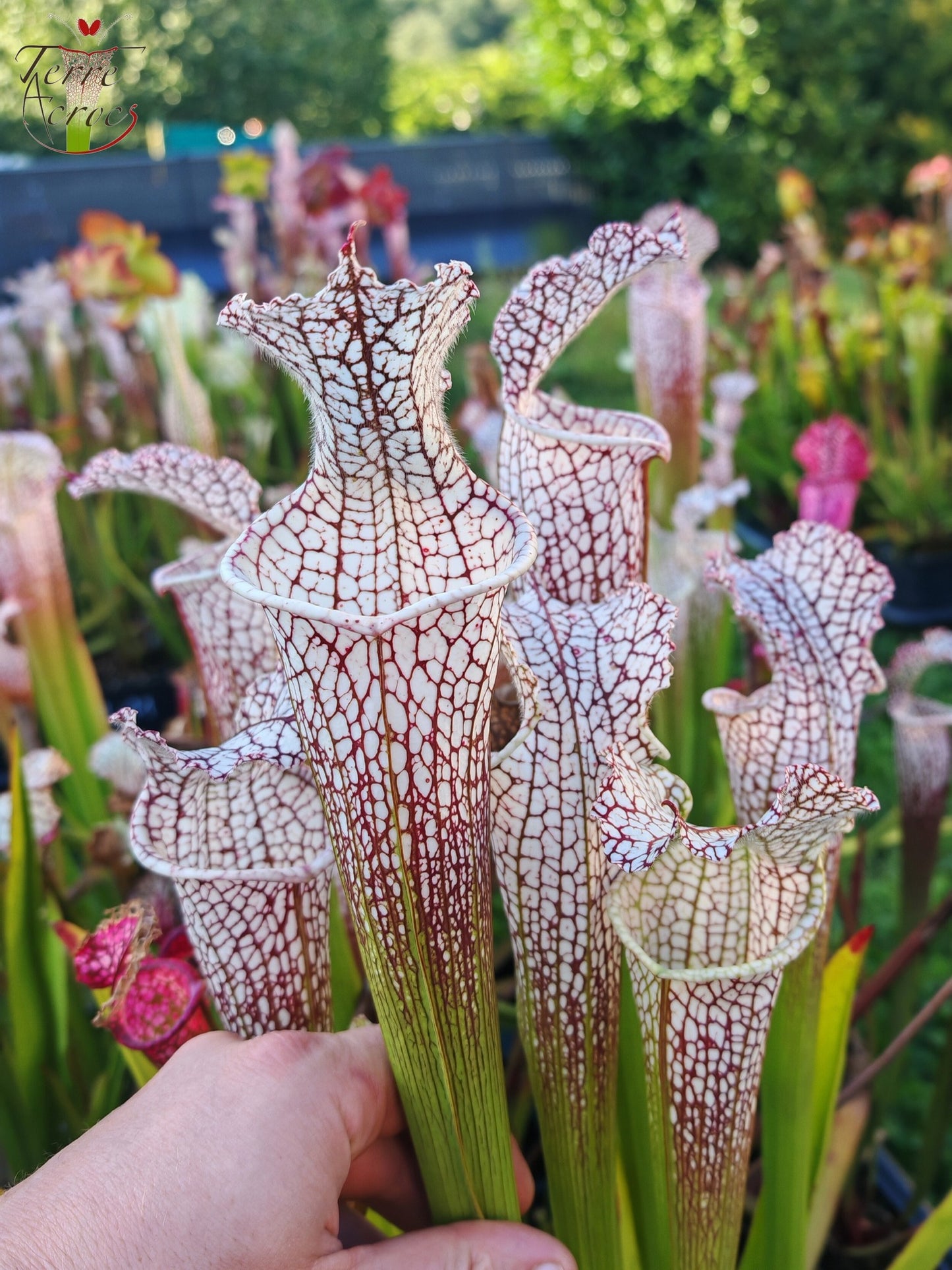 SL38 Sarracenia leucophylla – „Mont Blanc“ F2